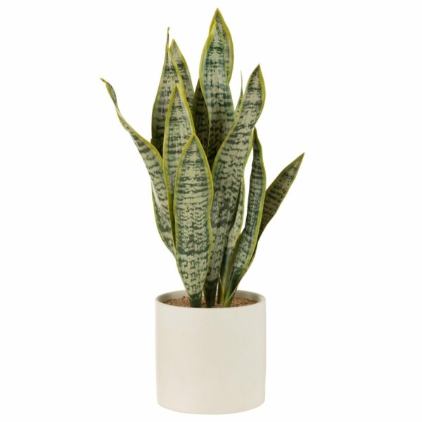 Pflanze Sansevieria im Topf PVC Grün Extra Groß, H 59cm, von J-Line 1 | Asmondo – Deko, Geschenke und mehr